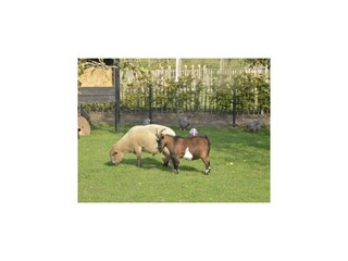 Type de propriété : Chalet Scherpenzeel Environnement 33