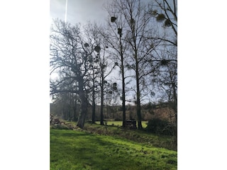 The view on the country side and big trees