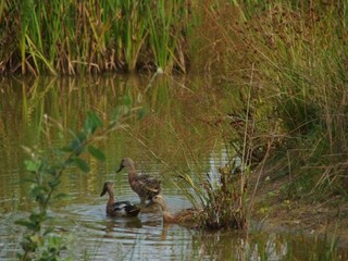 Maison de vacances Donkerbroek Environnement 34