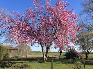 Ferienhaus Donkerbroek Umgebung 39