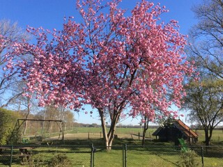 Maison de vacances Donkerbroek Environnement 39