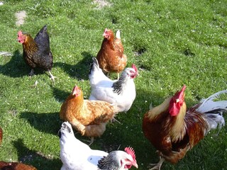 Es gibt braune, weisse, grüne, und Schokoeier