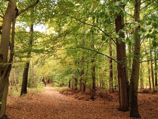 Durch den Küstenwald zum Strand.