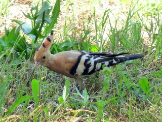 Appartamento per vacanze San Lorenzo Nuovo Caratteristiche 18