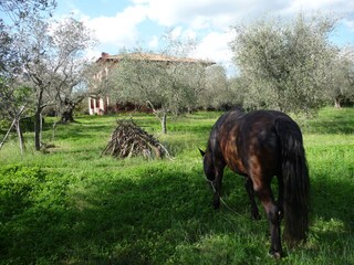 Appartamento per vacanze San Lorenzo Nuovo Caratteristiche 17