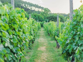 Villa Lucca Außenaufnahme 2