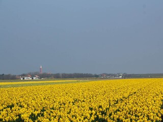 Cottage De Cocksdorp Environment 24