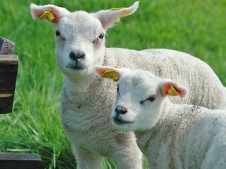 Type de propriété : Chalet De Cocksdorp Environnement 20