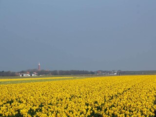 Type de propriété : Chalet De Cocksdorp Environnement 21