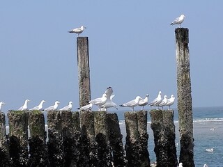 Appartamento per vacanze Vrouwenpolder Ambiente 25