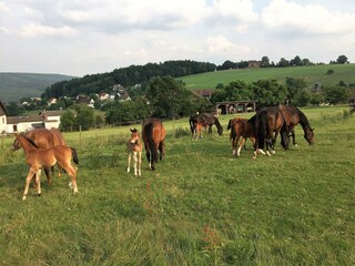 Stuten mit Fohlen auf der Weide