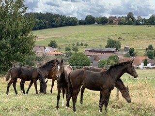 Junge Stuten auf der Weide