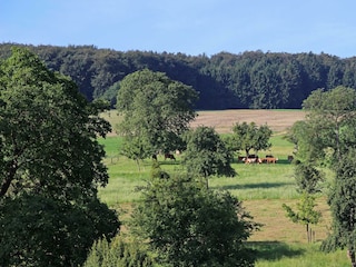 Ferienhof Knöll-Ausblick