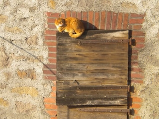 Ferienhof Knöll-Unsere Hofbewohner