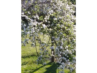 Stockemer Häcke- Garten