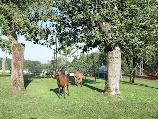 Garten mit Schaukel und Hängematte