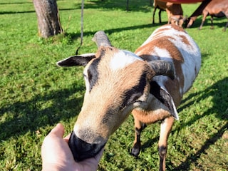 Kamerunschafe füttern