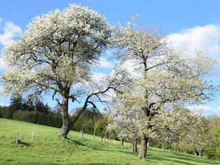 Mostbaumblüte im Frühling