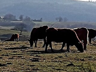 Ferienhaus Saint-Cirgues-de-Malbert Umgebung 39