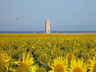 Appartamento El Palmar Ambiente 31