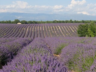 Lavendelfelder Ende Juni in Valensole