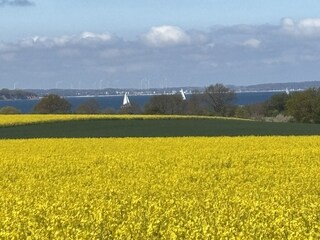 Rapsblüte in Barendorf