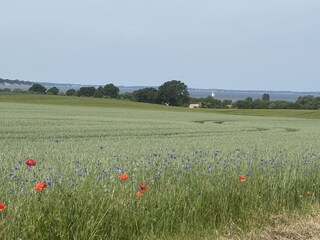 Kornfelder in Barendorf