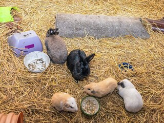 Ferienhaus Højer  11