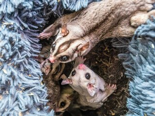 Ferienhaus Højer  15