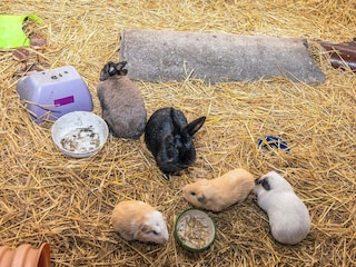 Ferienhaus Højer  20