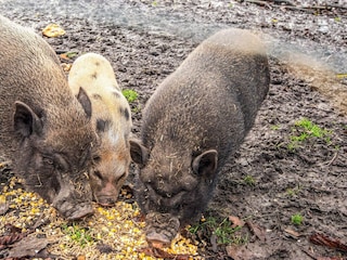 Vakantiehuis Højer  25