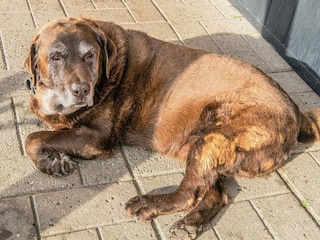 Vakantiehuis Højer  12