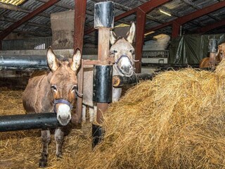 Ferienhaus Højer  16