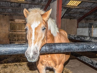 Ferienhaus Højer  17