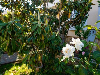 Ferienhaus Privlaka Außenaufnahme 5