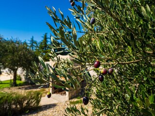 Maison de vacances Polača  39