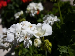 Apartamento Mokošica Grabación al aire libre 3