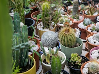 Apartment Koločep Outdoor Recording 5