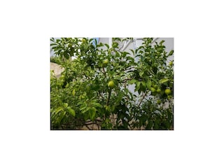 Appartement Mlini Buitenaudio-opname 5