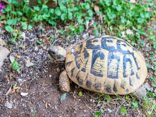 Apartment Dubrovnik Außenaufnahme 14