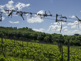 Ferienhaus Poggibonsi Umgebung 115