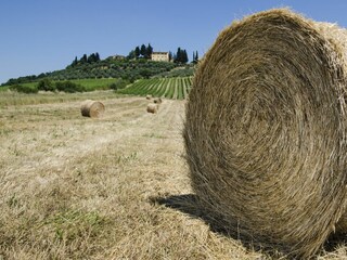 Holiday house Poggibonsi Environment 117