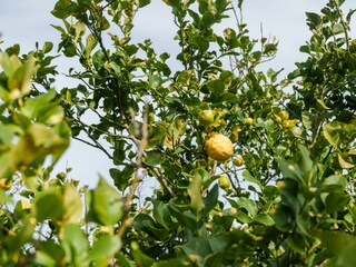 Ferienhaus Sorso Außenaufnahme 10