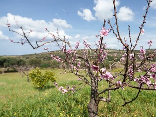 Holiday house Sorso Environment 65