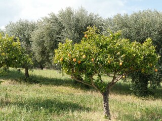 Holiday house Sorso Environment 68