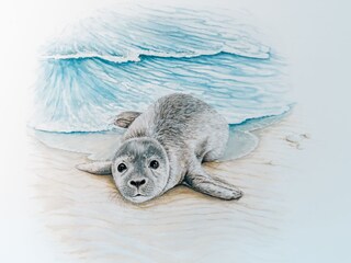 Robben-Baby Emma begrüßt unsere Gäste