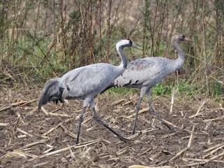 Kraniche im Herbst hautnah erleben