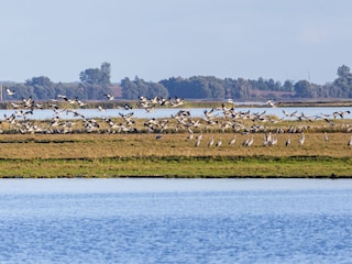 Kraniche im Herbst auf der Insel Großer Kirr