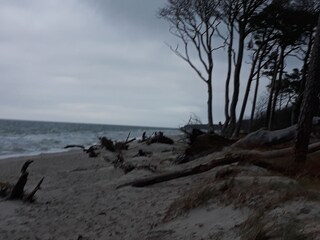 Ferienwohnung Zingst Umgebung 32