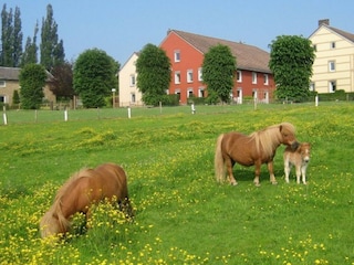Bungalow Mechelen Outdoor Recording 2